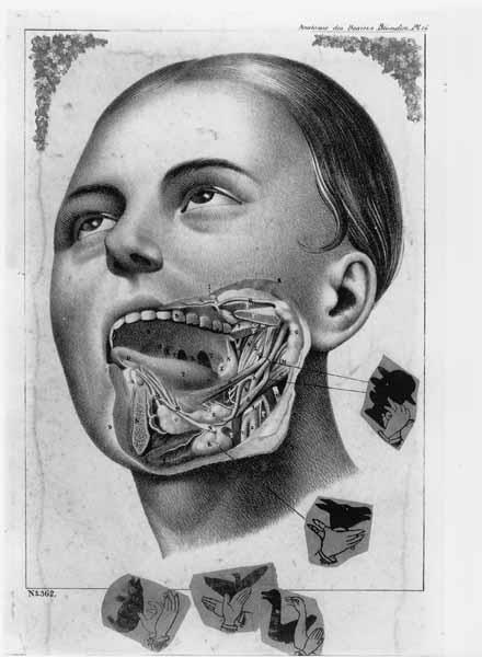 Anatomie van de mond