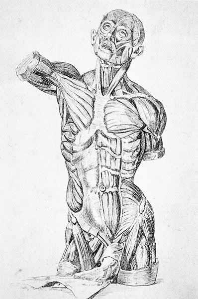 Anatomische studie van een torso