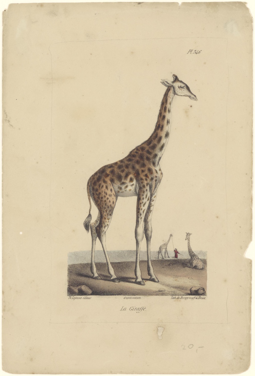Prent, La Giraffe