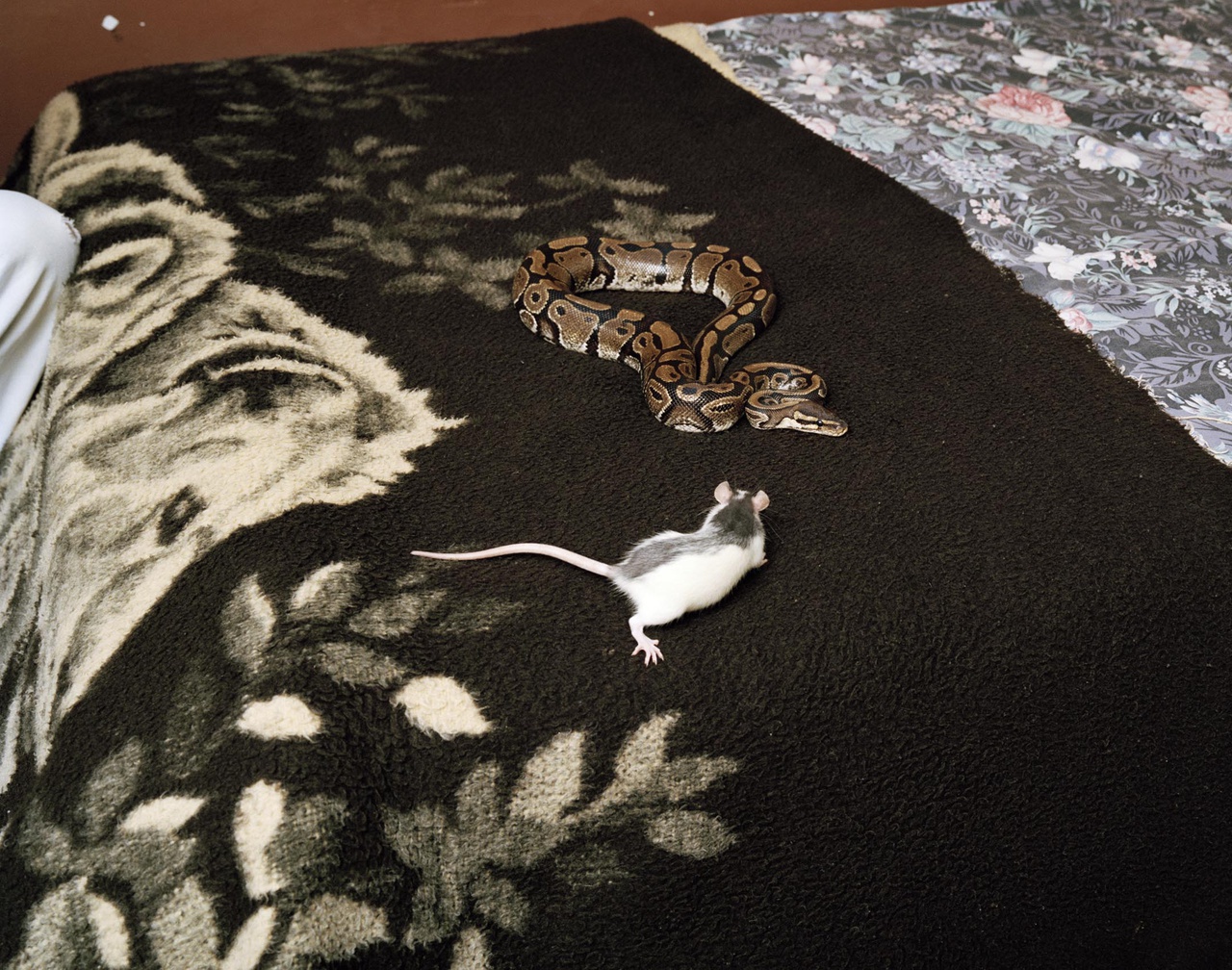 Python and rat, Utrecht, 2010