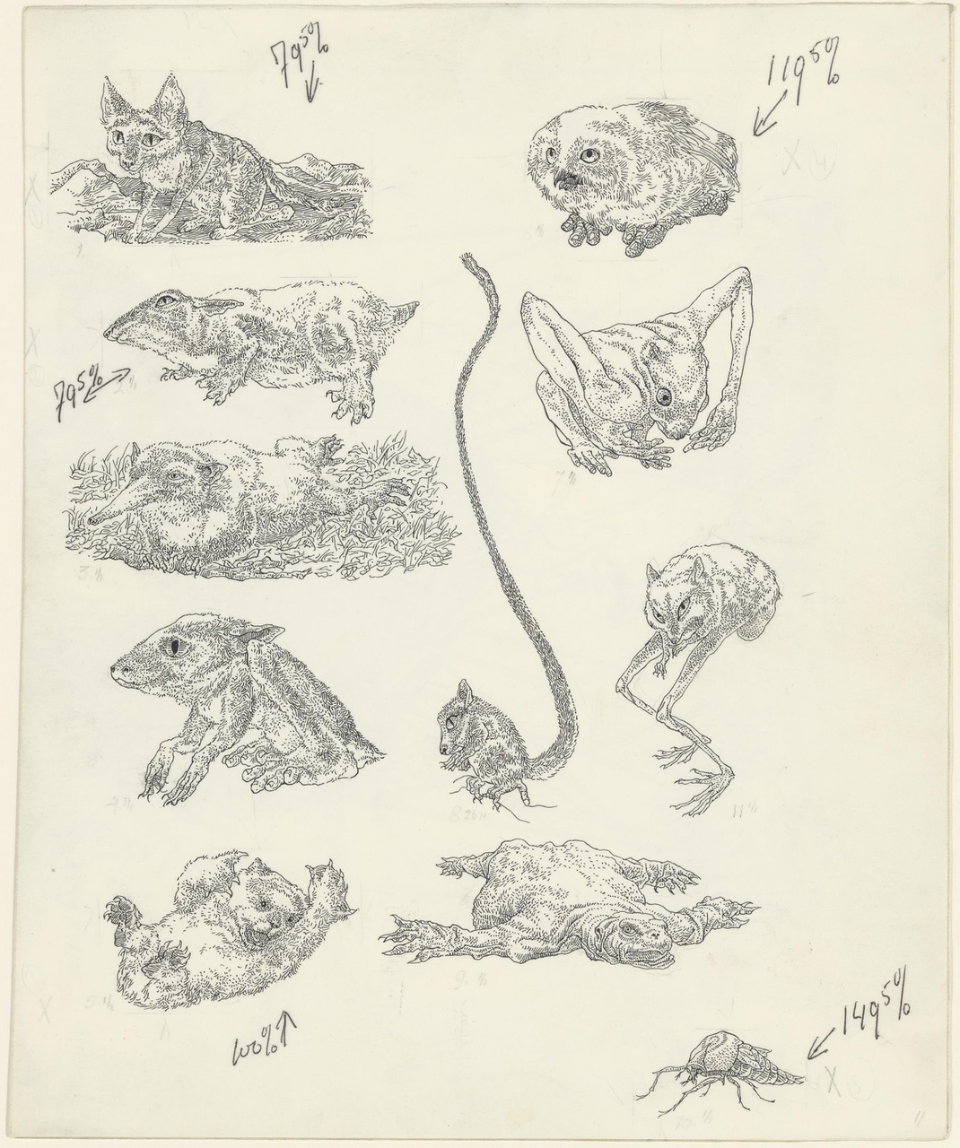 Tekeningen van elf dierlijke figuren