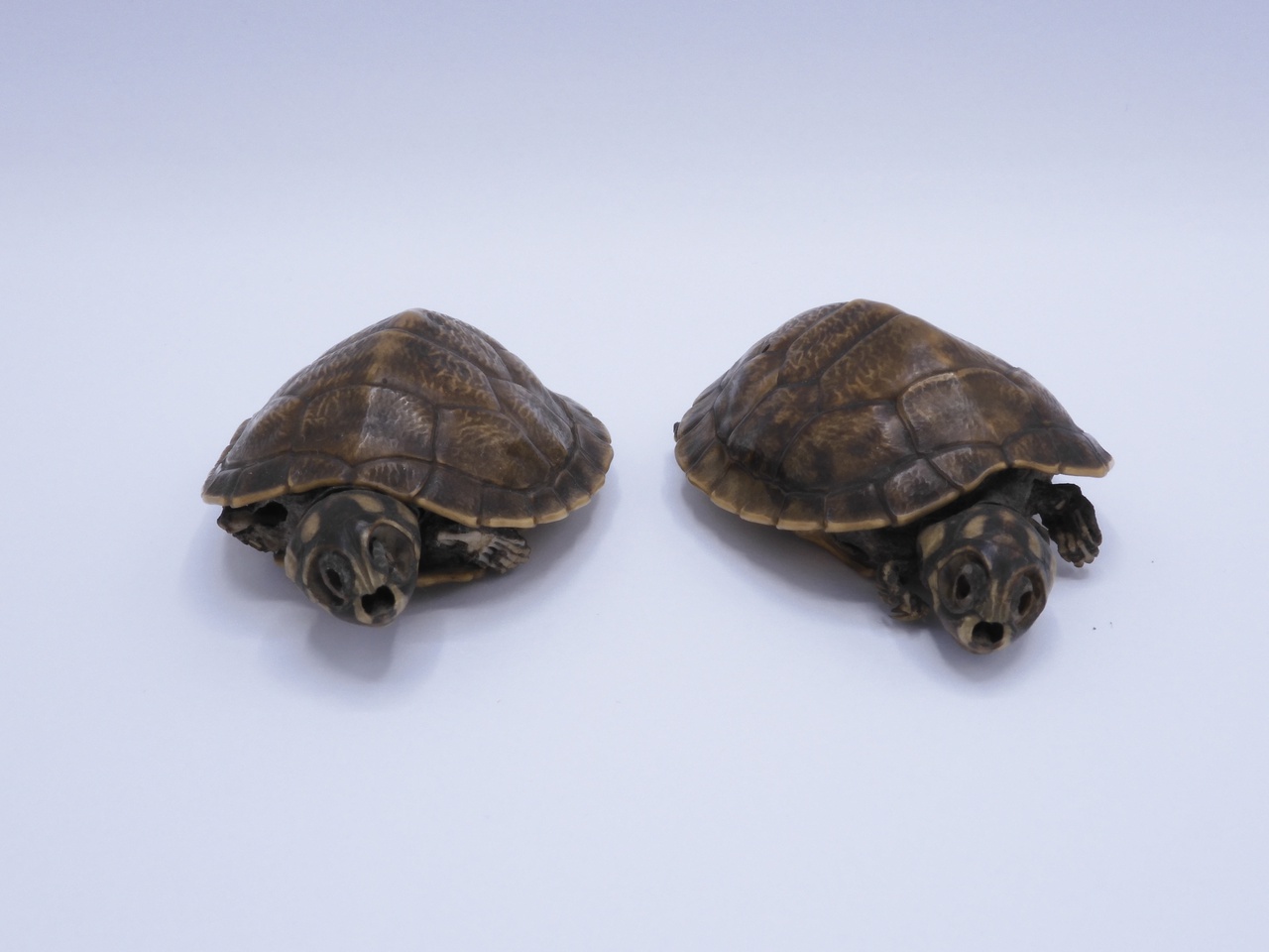Twee schildpadden
