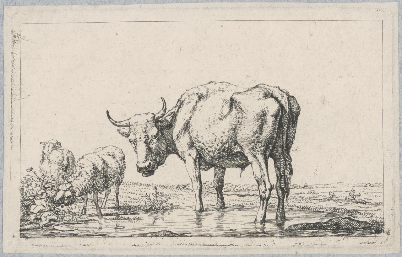 Stier en twee schapen