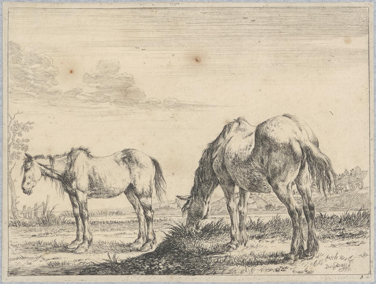 Twee paarden in een weiland, één grazend
