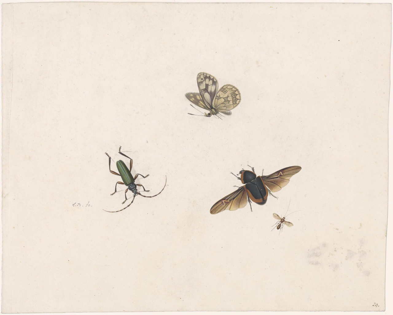 Vier insecten