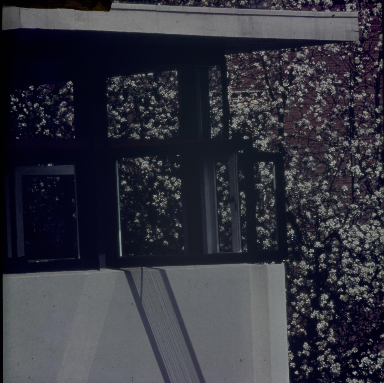 Afbeelding van Rietveld Schröderhuis - open hoekraam met bloesem-achtergrond