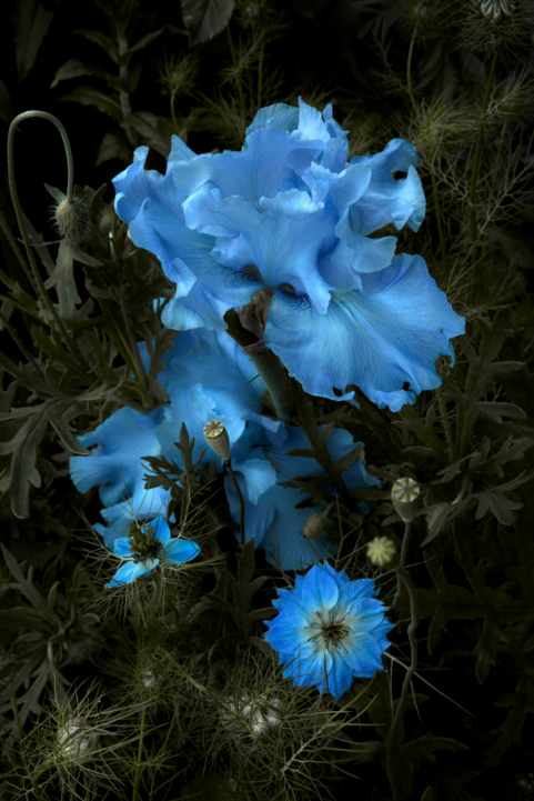 Felblauwe bloemen tegen een achtergrond van donkergroene planten