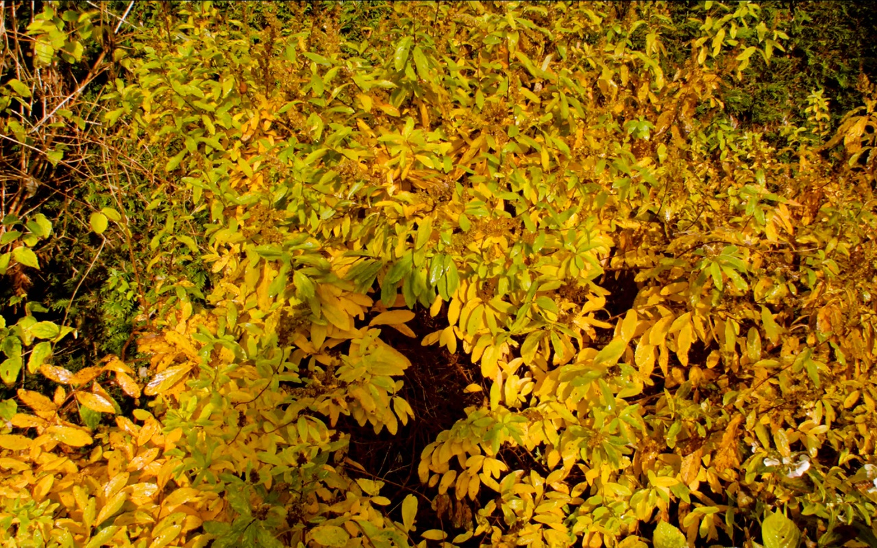 1/13 - Afbeelding van een geelkleurige struik. Gemaakt door Sara Sejin Chang, ook wel Sara van der Heide. Afbeelding komt van een film uit 2014 van haar en heet The Garden, oftewel De Tuin.